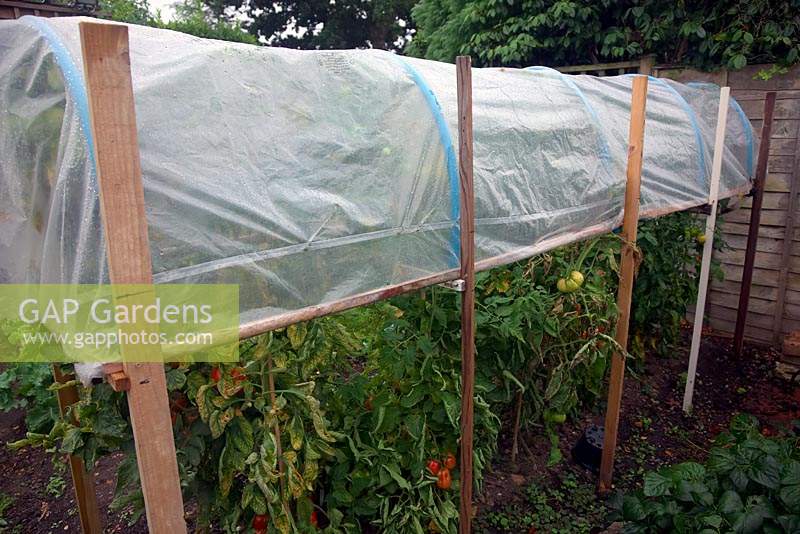 Using a raised cloche to protect Solanum lycopersicum - Tomatoes from summer rain and late blight fungal disease -  Phytophthora infestans