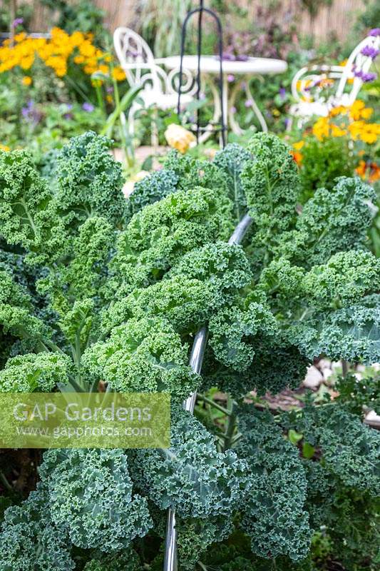 Mature Kale plants with hoop support