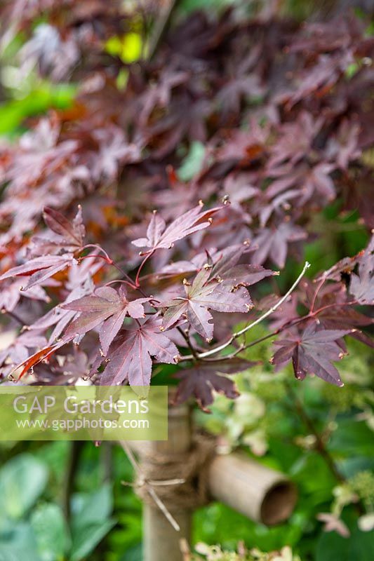 Dark foliage of Acer palmatum - Japanese Maple