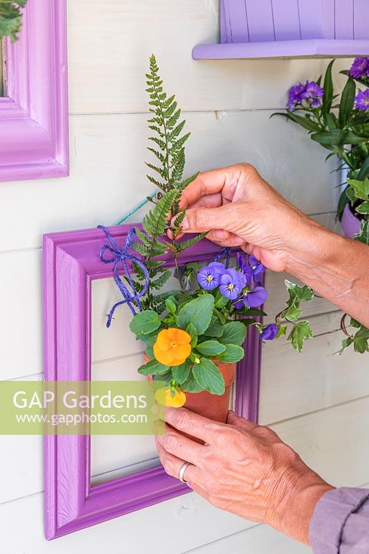 Woman adding fern foliage to potted plant hanging from purple picture frame