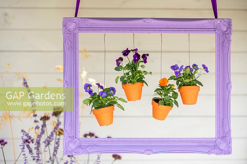 Painted purple picture frame with hanging pots of violas 