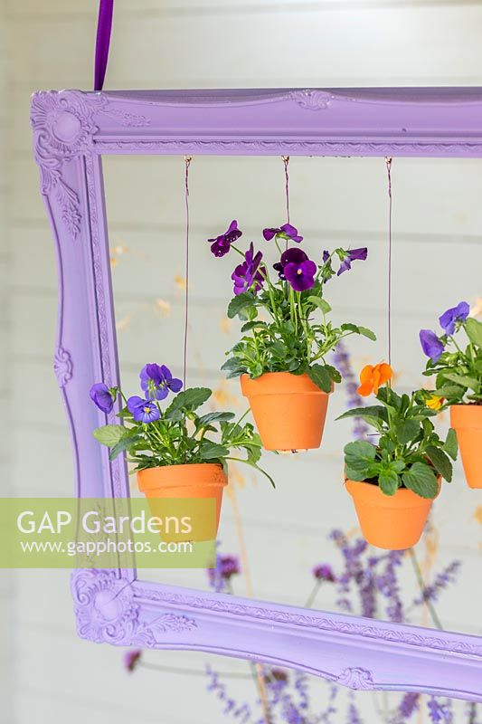 Painted purple picture frame with hanging pots of viola