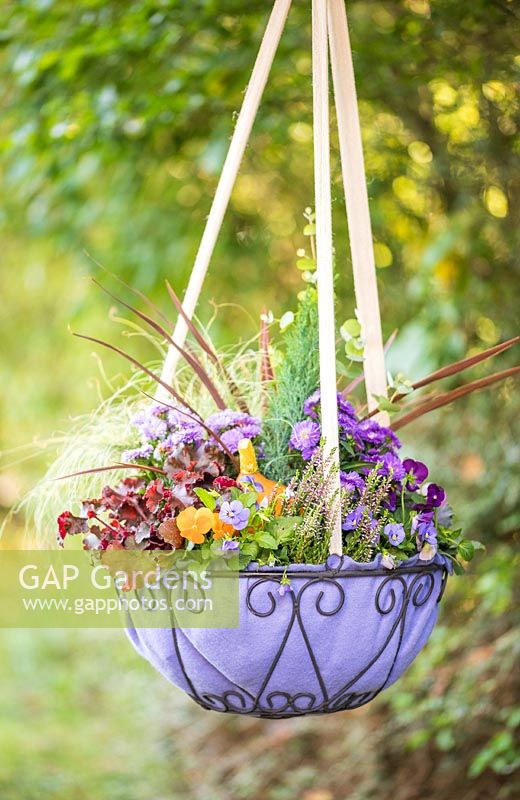 Purple themed Autumnal hanging basket 