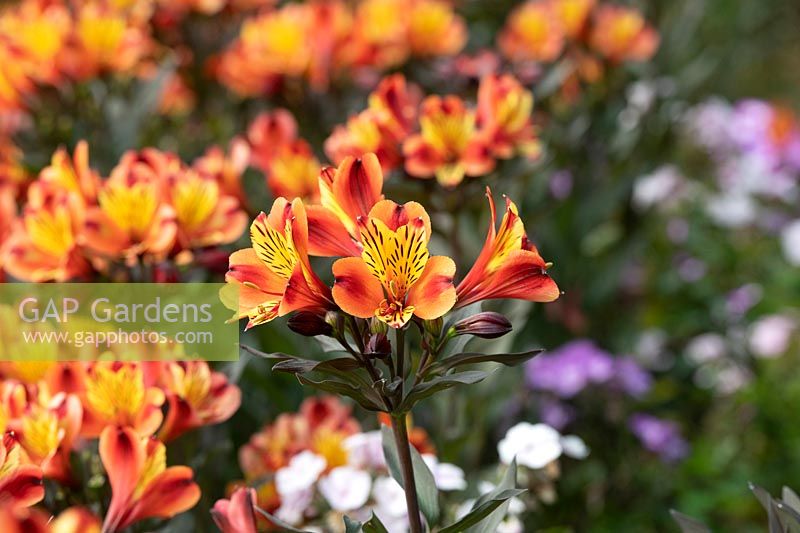 Alstroemeria Indian Summer 'Tesronto' - Peruvian lily 'Indian summer'
