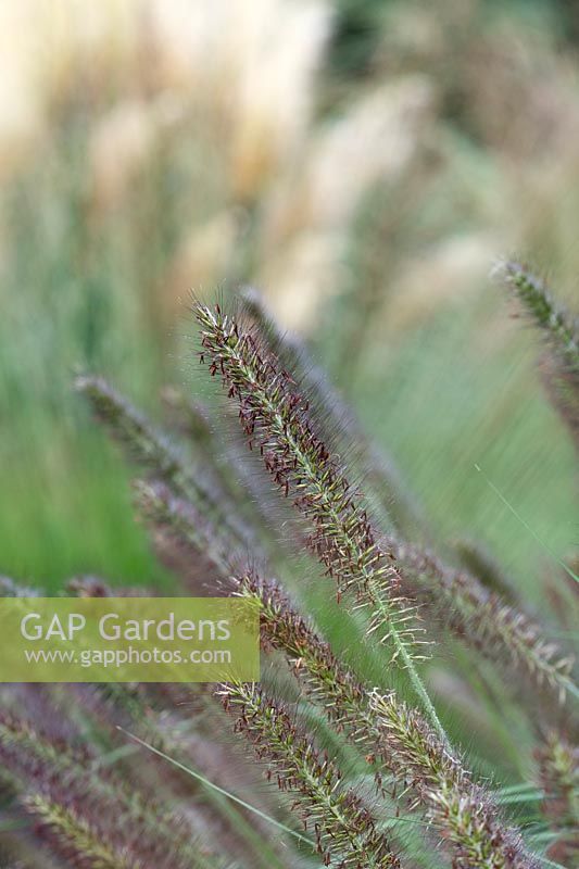 Pennisetum alopecuroides 'Moudry' - Chinese Fountain Grass 'Moudry'
