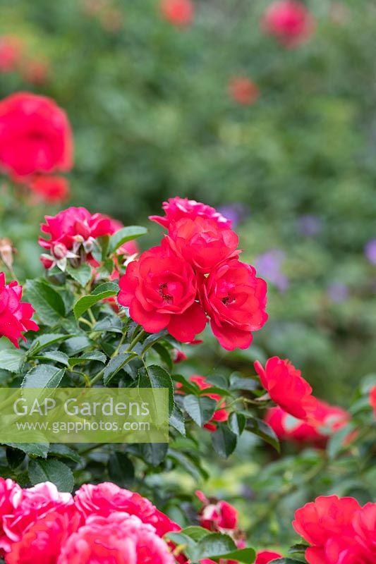Rosa 'Flower Carpet Scarlet' - Groundcover Rose 'Flower Carpet Scarlet'