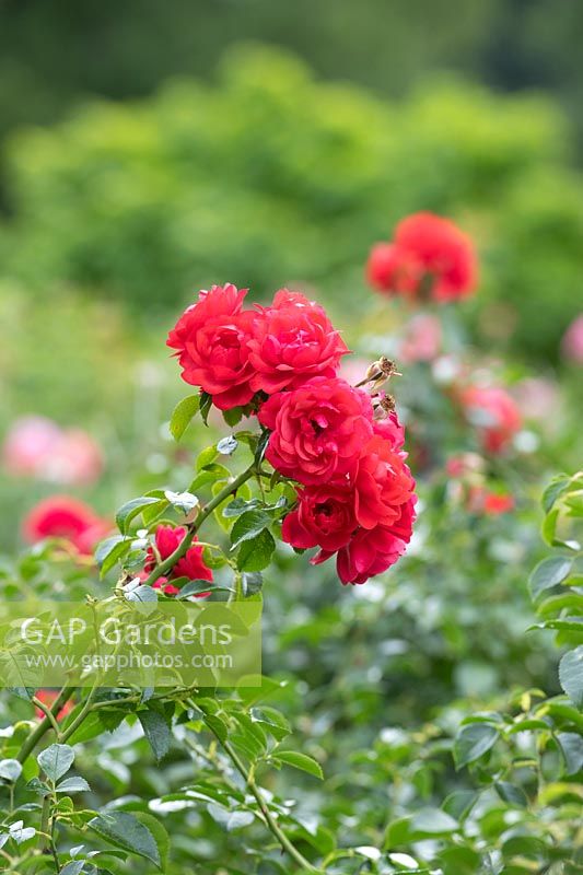 Rosa 'Flower Carpet Scarlet' - Groundcover Rose 'Flower Carpet Scarlet'