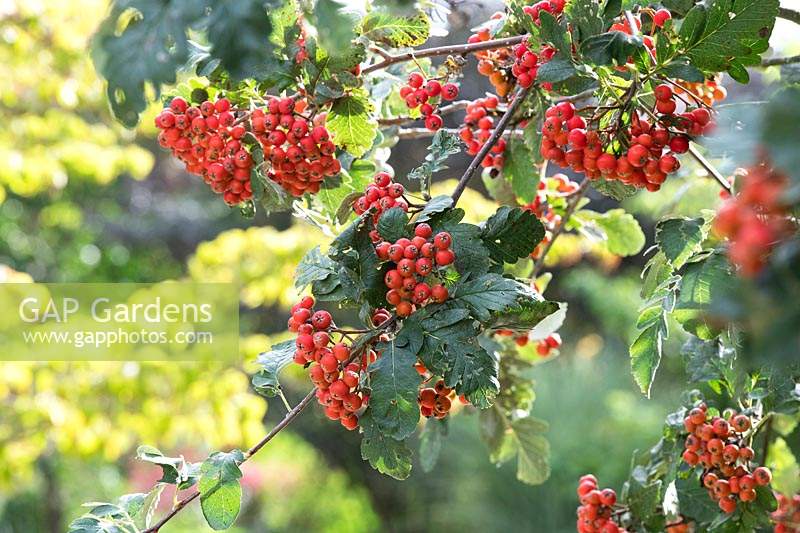 Sorbus hybrida 'Gibbsii' - Mountain ash 'Gibbsii' berries