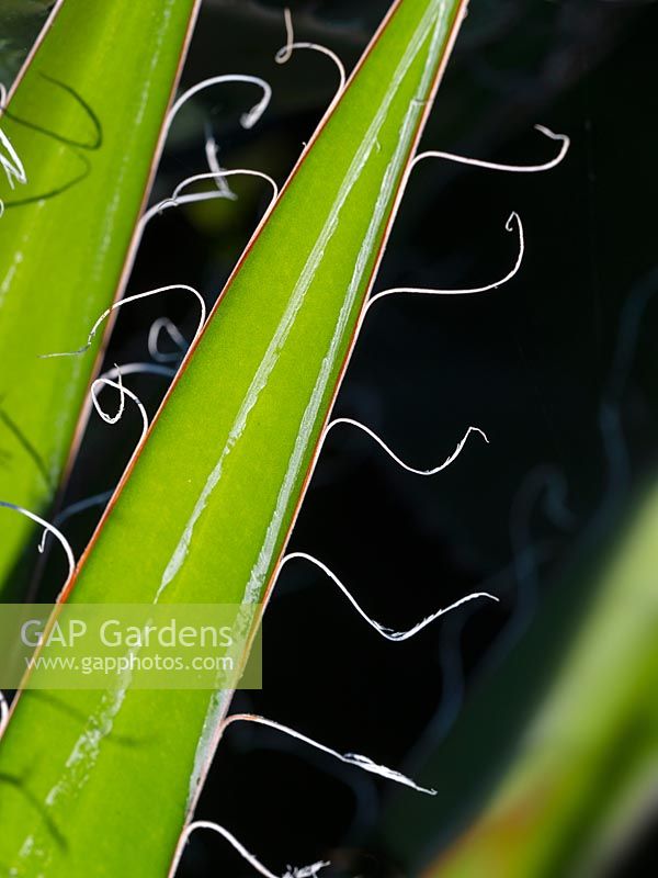 Agave schidigera - Century plant