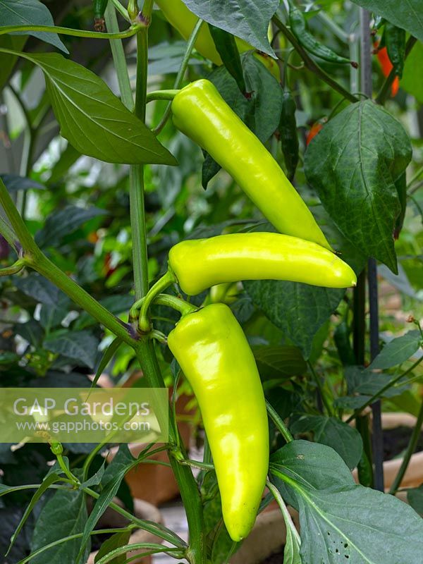 Capsicum annuum 'Hungarian Hot Wax' - Chilli Pepper 