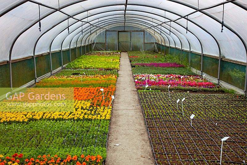 Commercial garden nursery - growing bedding plants in spring