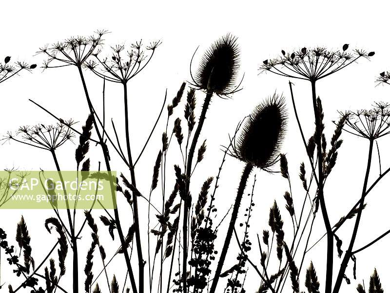 Black and white graphic of Dipsacus fullonum - Teasal, grasses and Torilis japonica