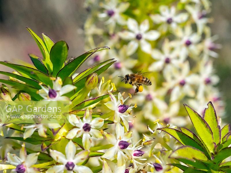 Honey bee in flight with Eucomis comosa 'Cornwood' - Pineapple Lily  