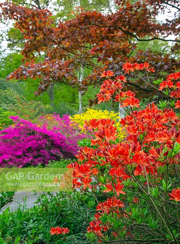 Azaleas, Rhododendrons and Japanese Maple in woodland garden 