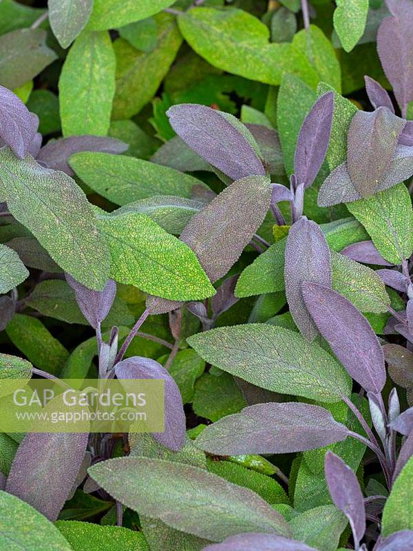 Salvia officinalis - Purple sage