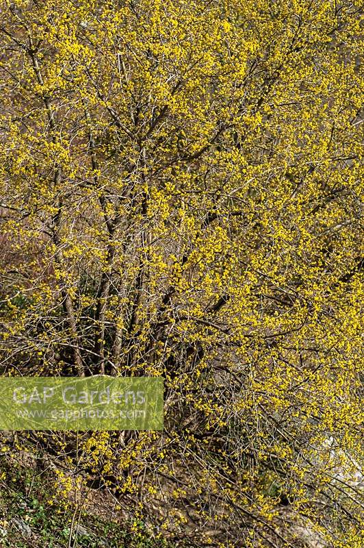 Cornus mas 'Jolico'  yellow flowering Cornelian Cherry in March.