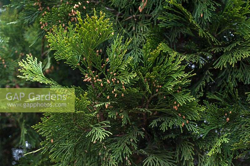Calocedrus decurrens - Incense Cedar
 
