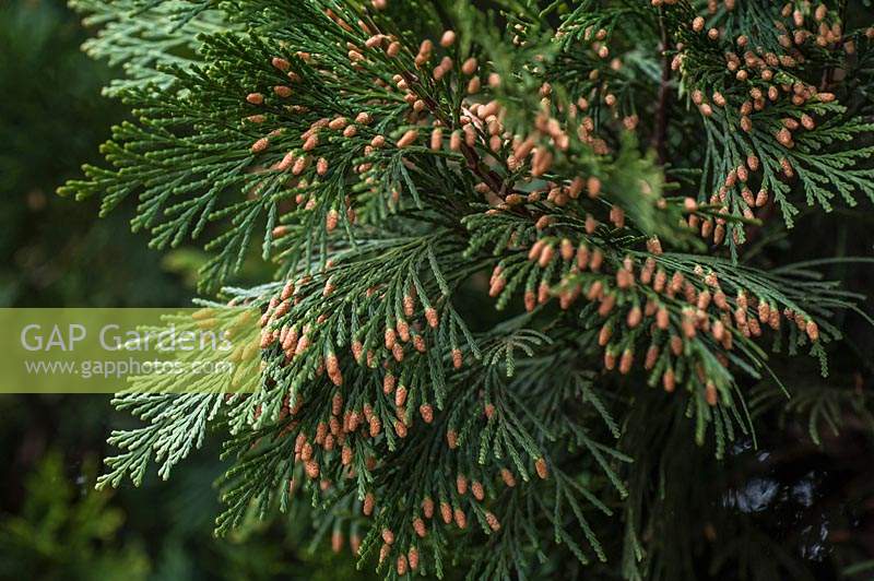 Calocedrus decurrens - Incense Cedar
