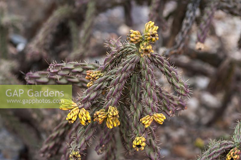 Cylindropuntia imbricata - Tree cholla - tree cactus with long-lasting yellowish fruits.