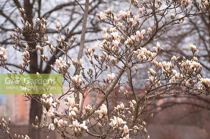 Magnolia Zenii  in bloom, March