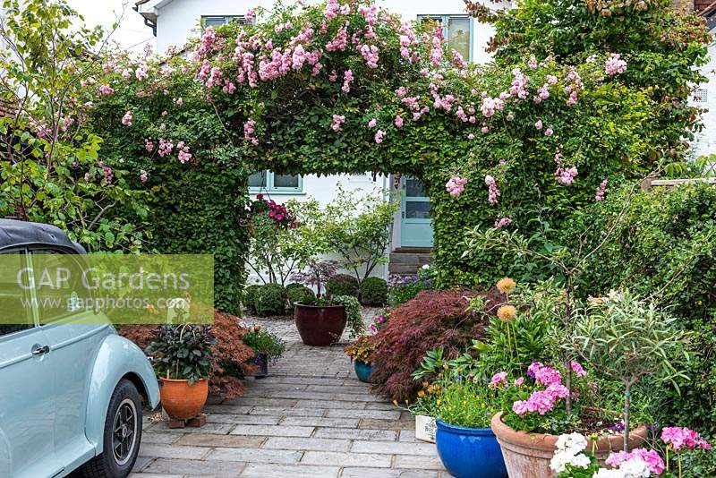 Rosa 'Maid of Kent' grows over an arch set between hornbeam hedges, at the entrance to a paved front garden.