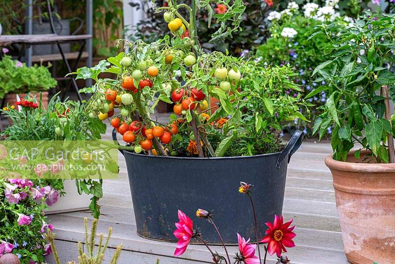 Large metal container planted with French marigolds, chilli peppers and the dwarf bush cherry tomato 'Maskotka'