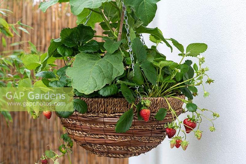 Growing in a hanging basket, a dwarf aubergine 'Pinstripe' underplanted with hanging Strawberry 'Toscana'.