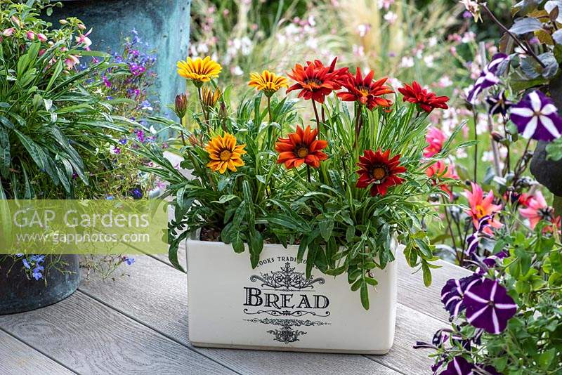 A ceramic bread bin planted with Gazania 'New Day Mixed' - Treasure flower, an annual bearing daisy like flowers.
