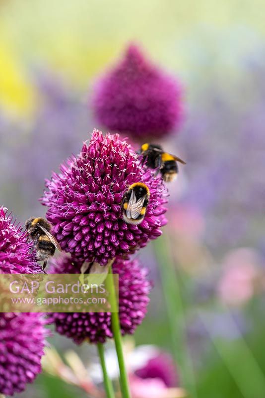 Bees feed on Allium sphaerocephalon - drumstick allium 