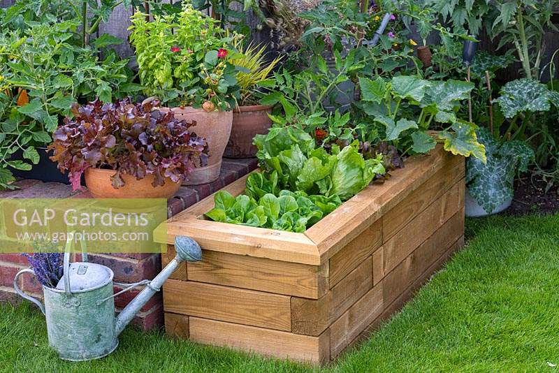 Timber raised bed planted with lettuce, tomatoes, chilli peppers and tomatoes.
