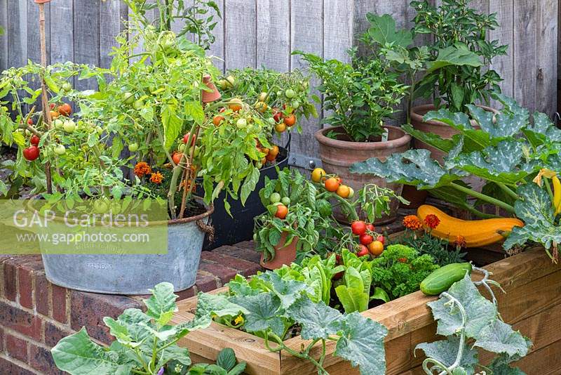 A timber raised bed planted with mixed vegetables, including lettuce, trailing Cucumber 'Bush Champion', Courgette 'Gold Rush' and dwarf Tomato 'Maskotka'. Metal tubs planted with cherry tomatoes, courgettes and chilli peppers.