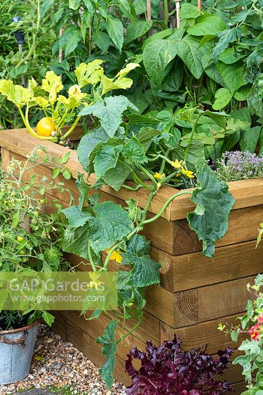 Trailing Cucumber 'Bush Champion' tumbles over the side of a wooden raised bed.