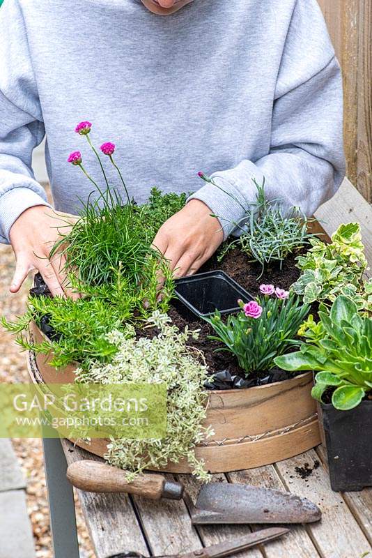 Step-by-Step Planting a Garden Sieve. Step 10.  Plant sea pink next to common thyme.