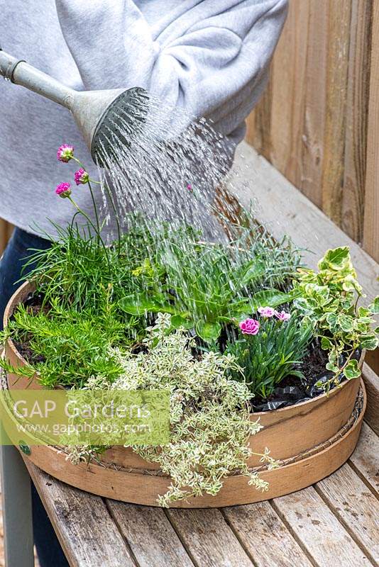 Planting a Garden Sieve. Step 13, Thoroughly water, and place in a sunny spot