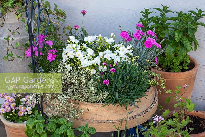 A traditional garden sieve planted with Lewisia cotyledon 'Elise White', silver thyme, phlox 'McDaniel's Cushion',  Dianthus 'Aztec Star' and 'Pink Kisses.'