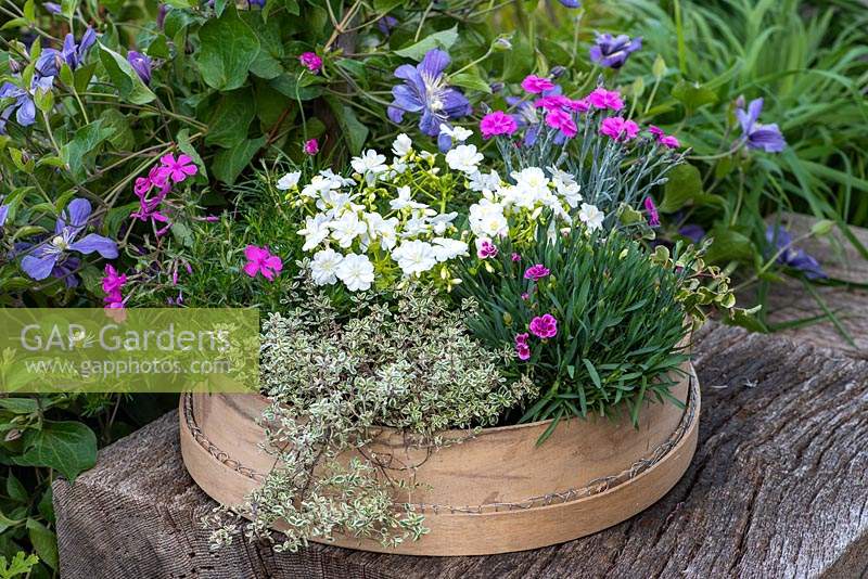 Traditional garden sieve planted with Lewisia cotyledon 'Elise White', silver thyme,  phlox 'McDaniel's Cushion', Dianthus 'Aztec Star' and 'Pink Kisses.'