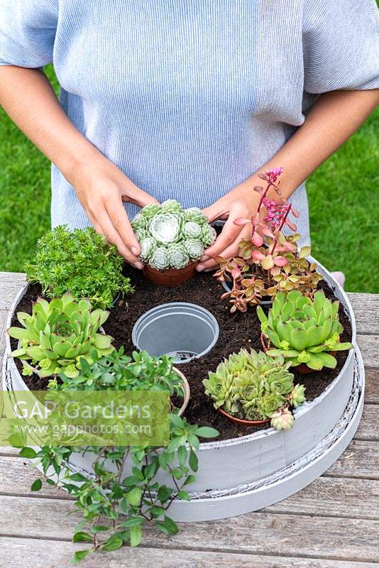 Woman arranging succulents around the perimeter of the sieve, pushing the pots into the soil to create the planting holes. Planting Succulent Sieve. Step 6.