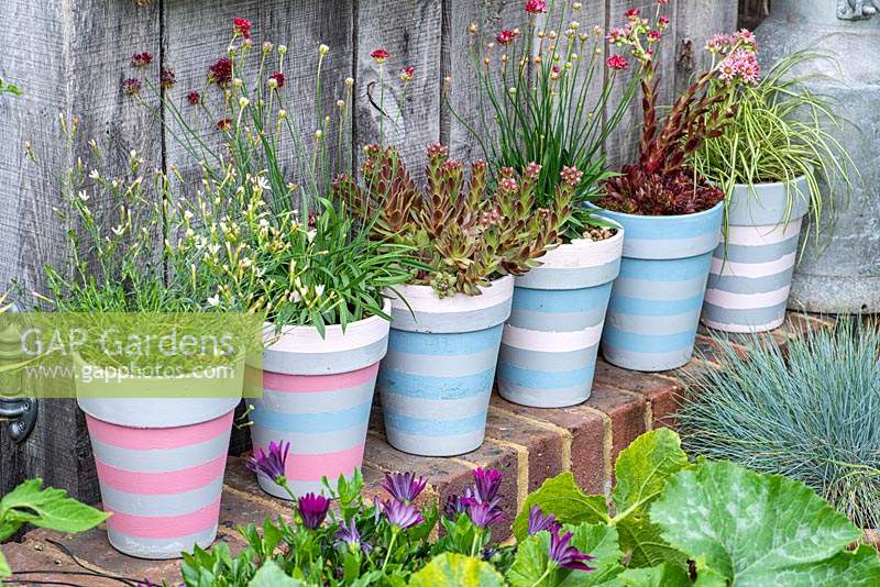A low wall provides a shelf to display seaside styled pots planted with white Dianthus deltoides 'Albus', sea pinks, Armeria 'Ballerina Red',  Sempervivum arachnoidium 'Coral Red' and 'Fireworks' and 'Carex 'Evergold'.