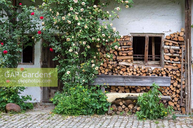 Ancient farmhouse with wood pile, bench and climbing roses