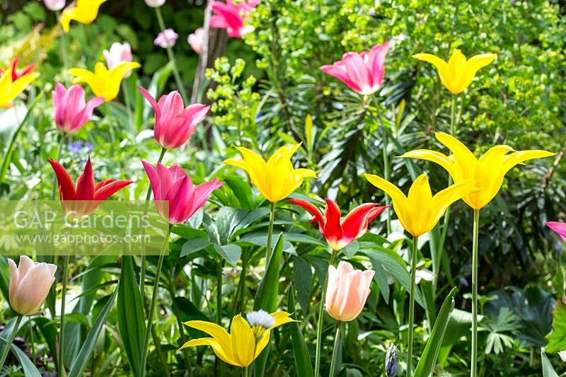 Spring border with Euphorbia amygdaloides 'Purpurea', Tulipa 'Aladdin', Tulipa 'Apricot Beauty', Tulipa 'Mariette', Tulipa 'Westpoint'