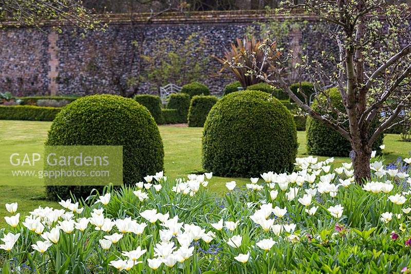 In the walled garden: box mounds, Buxus sempervirens, in lawn with Tulipa 'Purissima', Fosteriana Tulip in the foreground.