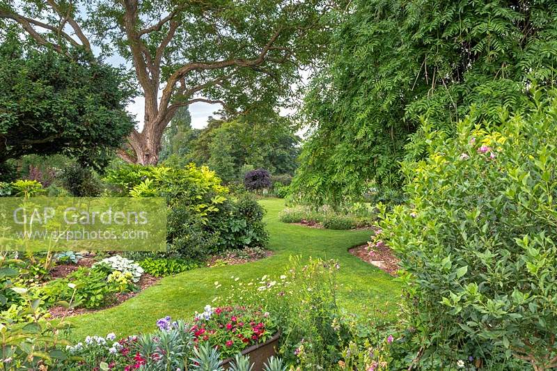 View into main lawned area of garden with island beds and mature trees including a weeping ash, Fraxinus excelsior 'Pendula'. Foreground container includes pansies and sweet williams. Shrubs in central border include Fatsia japonica.