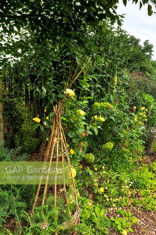 Twiggy wigwams for supporting plants, Yellow rose Rosa 'Graham Thomas scrambles up the furthest obelisk, and euphorbias and cistus, dappled shade of a birch tree, Betula pendula.