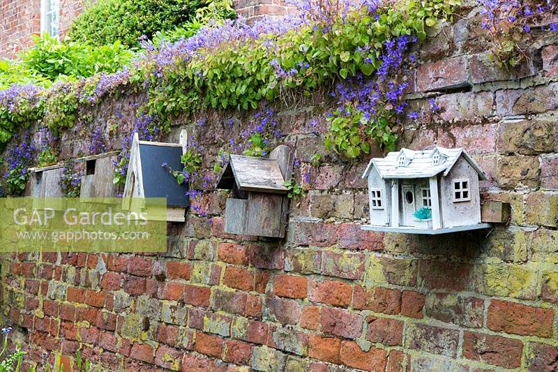A row of ornamental bird-boxes including 'gothic' and 'swiss chalet' on one of the weathered brick walls. Campanula poscharskyana scrambles along the top of the wall.