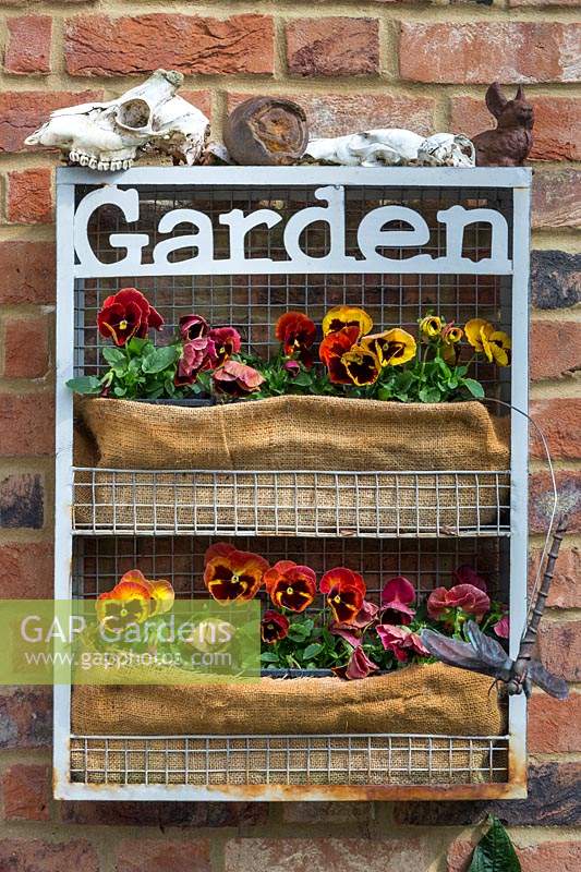 'Garden' sign with shelves on courtyard wall with pansies on shelves and various found objects including animal skulls on top.