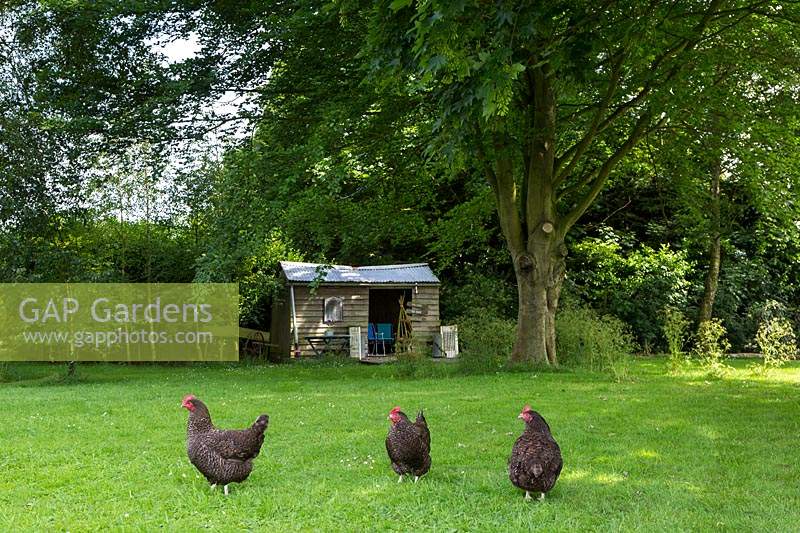 The paddock with maram chickens running free. Shed used as summerhouse in the background.