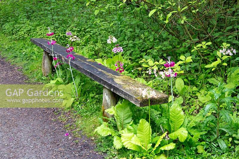 A mossy bench next to the pathway has Candelabra primulas, P. japonica and P. pulverulenta.
