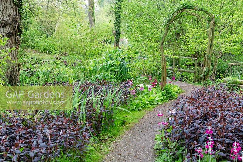 A pathway near the nursery is framed by a rustic archway and stands of Lysimachia ciliata 'Firecracker' with candelabra primulas, P. japonica and P. pulverulenta,.