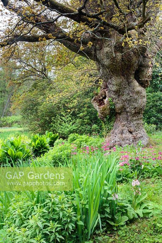 View of the King Oak, Quercus robur underplanted with skunk cabbage, Lysichiton americanum, candelabra primulas, P. japonica and P. pulverulenta and iris foliage. The oak is believed to be around 950 years old.