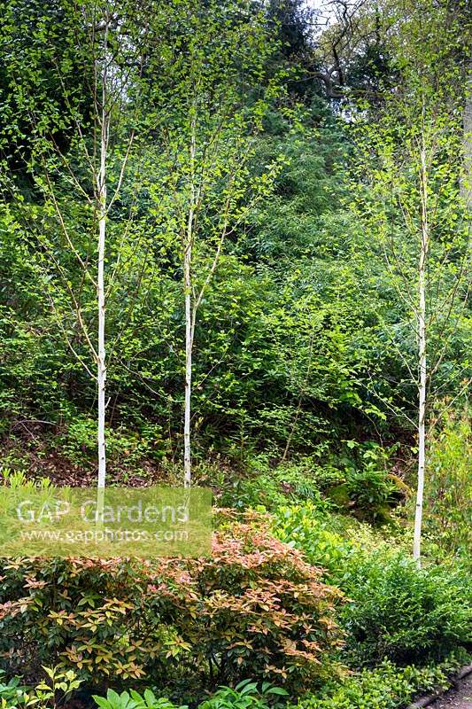 Young Himalayan birches, Betula utilis var. jacquemontii, in the Dell garden.